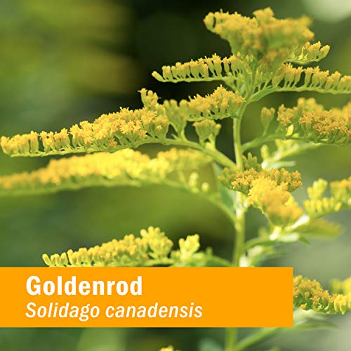 Herb Pharm Urinary System Support Liquid Herbal Formula, 2 Fl Oz