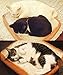 PUJUN Toast Cute Pet Beds Foam-Mattress for Dogs & Cats – Soft Quilted Cushion Mat - Rectangular Fits Crate, Carrier & Kennel (Small)