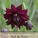 Package of 40 Seeds, Black Barlow Columbine (Aquilegia vulgaris) Open Pollinated Seeds by Seed Needs