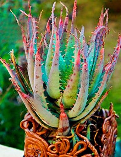 ADOLENB Seeds 50 pcs Muticolor Aloe Vera (Aloe barbadensis) Seeds, First Aid Plant Bonsai Seed, Indoor Plants Succulent for Balcony, Garden, Home