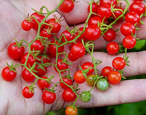 Harley Seeds Sweet Pea Currant Tomato Seeds | Heirloom, Non-GMO, Extra Sweet & Heavy-Yielding