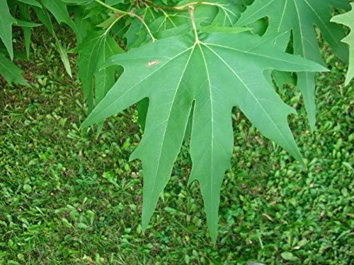 Platanus orientalis Oriental PLANETREE Tree 9+ Seeds! yKE -124