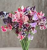 David's Garden Seeds Flower Sweet Pea Spencer Ripple Formula Mix D1807 (Multi Colored) 50 Open Pollinated Seeds