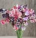 David's Garden Seeds Flower Sweet Pea Spencer Ripple Formula Mix SL1807 (Multi) 50 Non-GMO, Open Pollinated Seeds