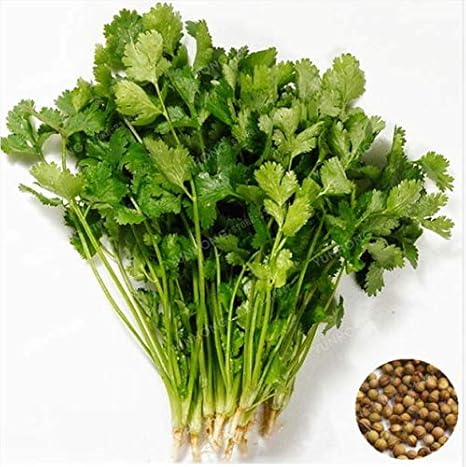 Amazon Co Jp 発芽seeds フォーシーズンズコリアンダーシード 0個の新しい種子coriandrumマメキャラウェイ野菜 ホーム キッチン