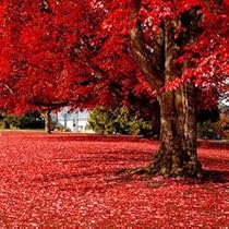 Rare Japanese Pink Cherry Blossom Sakura Tree 10pcs Seeds