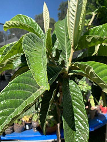 RubyShop724 20 Pcs Organic Garden Loquat Dried or Fresh Leaves