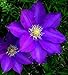 Kirigamine Clematis Vine - Huge Velvety Purple Blooms - 2.5" Pot