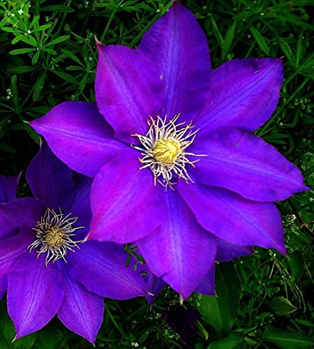 Kirigamine Clematis Vine - Huge Velvety Purple Blooms - 2.5 Kirigamine Clematis Vine - Huge Velvety Purple Blooms - 2.5