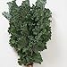 David's Garden Seeds Kale Olympic Red D3267 (Multi) 100 Organic Seeds