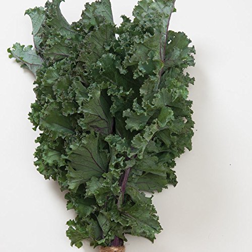 David's Garden Seeds Kale Olympic Red D3267 (Multi) 100 Organic Seeds