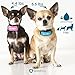 GoodBoy No Bark Collar For Small To Medium Dogs by âÂÂ Waterproof Anti Bark Training Collar - Best Selling On Amazon âÂÂ Safe, No Shock Design With No Spiky Prongs âÂÂ Updated LCD Display (7+ lbs)
