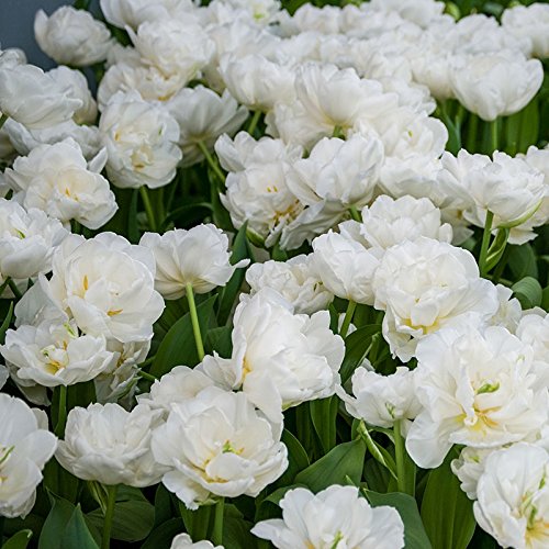 Pack of 30 White Double Flowered Peony Tulip Bulbs 'Mount