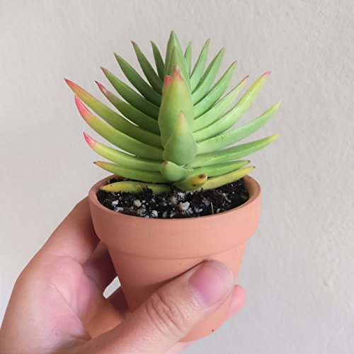 Crassula Capitella Red Pagoda Shark Tooth Plant Colorful Succulent (2'' + Clay Pot)