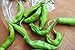 SeedsDirect's Shishito Sweet Wrinkled Old Man Pepper Seeds - 20 Pack - Certified Organic Non - GMO