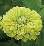 Flower Zinnia Benary's Giant Lime Heat Tolerant D1789 (Green) 50 Open Pollinated Seeds by David's Garden Seeds