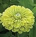 David's Garden Seeds Flower Zinnia Benary's Giant Lime Heat Tolerant D1789 (Green) 50 Open Pollinated Seeds