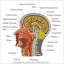 Human Head Neck Skull Anatomy Medical Anatomical Chart Educationalmodel Com Amazon Com Books