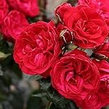 Crimson Sky Rose Bush Reblooming Red Climbing Rose Grown Organic 4