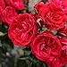 Stargazer Perennials Liberty Bell Rose Plant - Repeat Blooming Red Flowers - Cut Flower Rose Own Root Potted