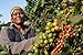 Kenya AA+ Karundul Coffee Beans Finest Auction Lot (Light Roast (City), 3 pounds Whole Beans)