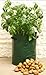 Tierra Garden 50-1040 Haxnicks Potato/Tomato Patio Planter and Grow Bag, 3-Pack