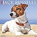 Just Jack Russells 2020 Wall Calendar (Dog Breed Calendar) by 