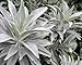20 Seeds: White sage 20-750 Seeds Organic Herbs salvia apiana Medicinal Rare Perennial