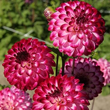FERNSFLY Flower Bulbs IMP. Dahlia | Dhalia | Dahalia Perennial Flower Bulbs Excellent Quality Attractive Aromatic Flower Home Outdoor Gardening Flowering Bulbs (Pack Of 7 The Little Robert)