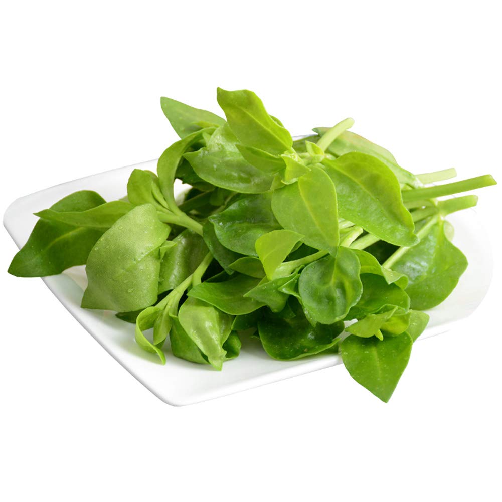 Panax Notoginseng Plants Seeds 10pcs Organic Ginseng Perennial Fresh Amazing Chinese Herb Vegetables Plant Seeds for Planting Garden Yard Outdoor IndoorDecor