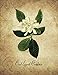 Oval Leaved Gardenia: Vintage Floral Notebook With College Ruled Lined Pages for Writing and Journaling (Beautiful Flowers & Fruits Note Books) by Verena Floriculture