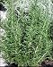 Clovers Garden Barbeque Rosemary Herb Plant – Non-GMO - Two (2) Live Plants – Not Seeds – Each 4" to 7" Tall - In 3.5 Inch Pots