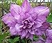 Proteus Double Clematis - 2.5