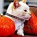 Halloween Cat Collar Breakaway with Bell Adjustable Nylon Safety for Kitty Kitten, 2 Pack