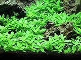 Staurogyne Repens Tissue Cultured - Foreground Aquarium Plant