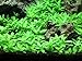Staurogyne Repens Tissue Cultured - Foreground Aquarium Plant primary