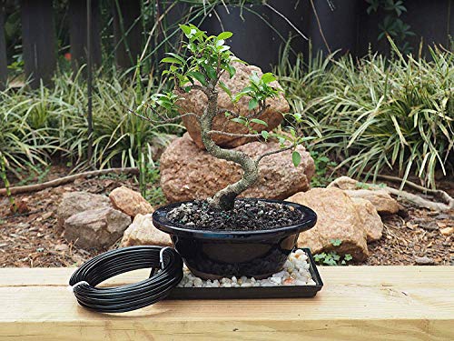 Anodized Aluminum 3.5mm Bonsai Training Wire 250g Large Roll (30 feet) - Choose Your Size and Color (3.5mm, Black) - Thumbnail 3