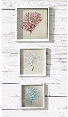 Cabo Artesanos Natural Coral Con Marco Decoracion De La Pared