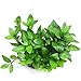Aquarium Plants Factory Staurogyne Repens Freshwater Live Aquarium Plants BUY2GET1FREE