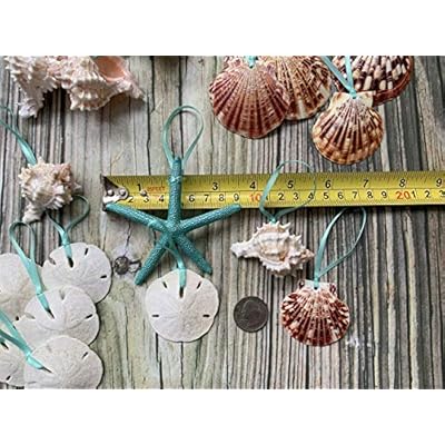 Beach Seashell and Starfish Christmas Tree Ornament Package (Standard Seashell Package) 51GqaGkSfhL