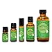 Edens Garden Focus, Focus, Focus Essential Oil Blend- 100% Pure Premium Grade, Undiluted, Natural, Therapeutic, Aromatherapy, The Best for Diffusing, Kid Safe, Humidifiers, Skin 10 ml (.33 fl oz)