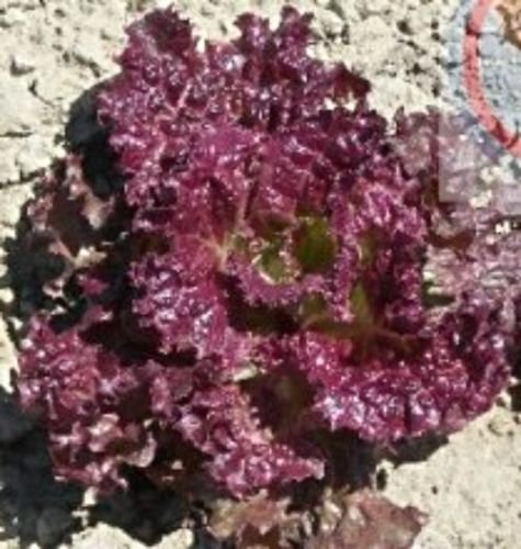 Sow No GMO Lettuce Ruby Red Leaf Non GMO Heirloom Leafy Garden Vegetable 200 Seeds