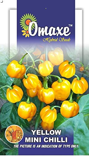 Pepper Mango Chilli Victoria Exotic Seeds Pack Of 2 Kitchen