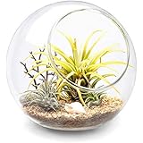 Mkono Plant Terrarium Display Glass Tabletop Succulent Air Plant Planter Globe Microlandschaft House, M