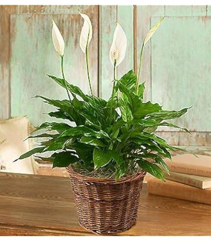 black jaguar snake plant Sansevieria 'Black Jaguar' 8