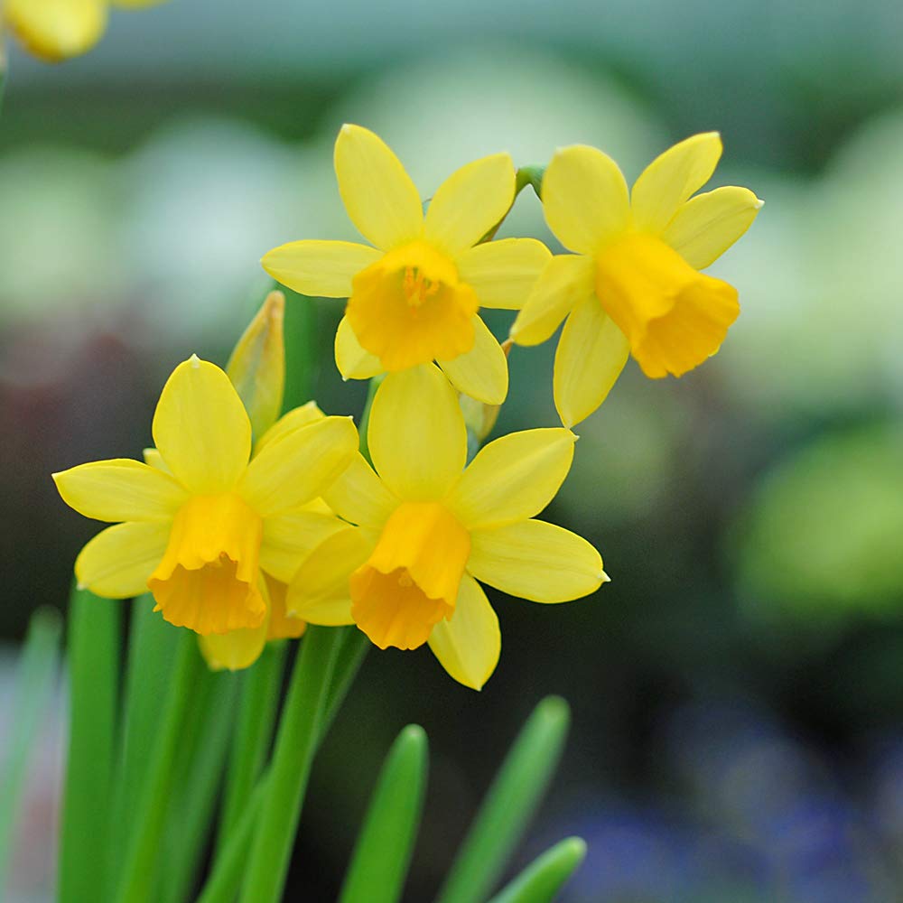 Mini Daffodil Hardy Spring Bulbs with Classic Bright Yellow Flowers