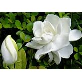 100PCS Gardenia Jasminiodes Seeds Cape Jasmine Fragrant Shrub Seed Heirloom