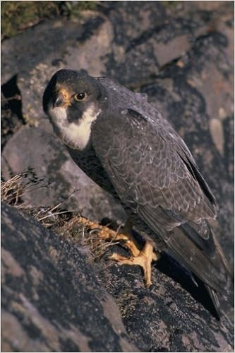 Buy Peregrine Falcon Bird Journal Book Online At Low Prices