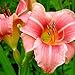 Pink Daylily Prairie Belle - 1 Healthy Bare Root Hemerocallis Plant - 2/3 fans - Ships From USA