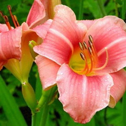 Pink Daylily Prairie Belle - 1 Healthy Bare Root Hemerocallis Plant - 2/3 fans - Ships From USA Pink Daylily Prairie Belle - 1 Healthy Bare Root Hemerocallis Plant - 2/3 fans - Ships From USA